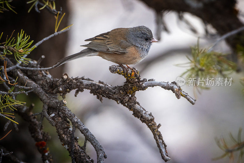 黑眼Junco (Junco hyemalis)